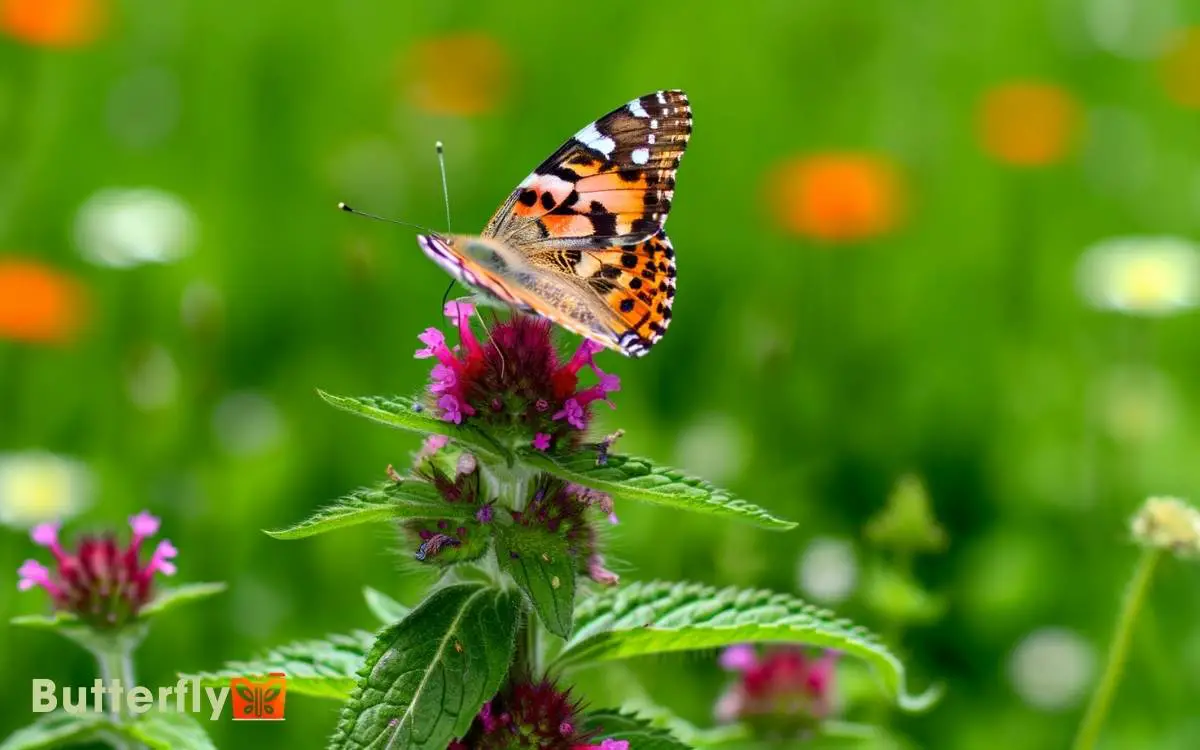 American Painted Lady Butterfly Facts