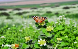 Are Painted Lady Butterflies Endangered