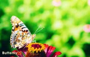 Are Painted Lady Butterflies Poisonous