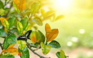 Are Swallowtail Butterflies Dangerous For My Citrus