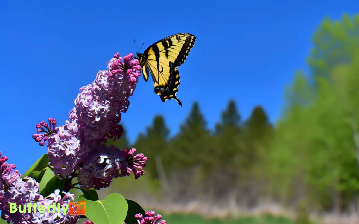 Are Tiger Swallowtail Butterflies In Mn