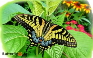 Are Tiger Swallowtail Butterflies Poisonous