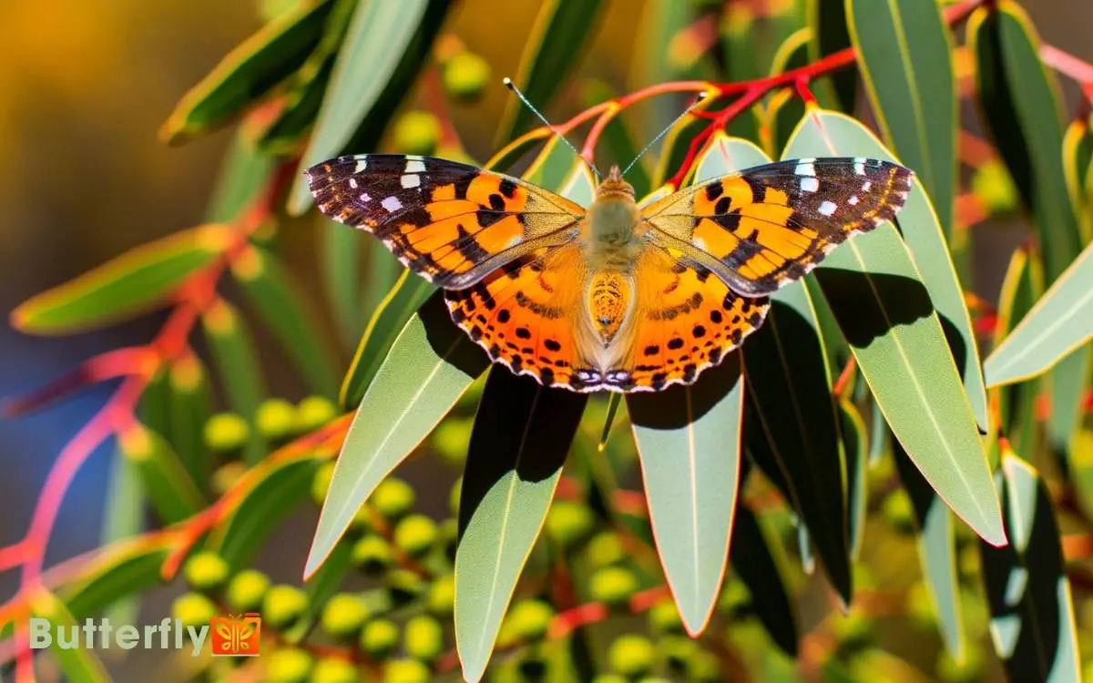 Australian Painted Lady Butterfly Facts