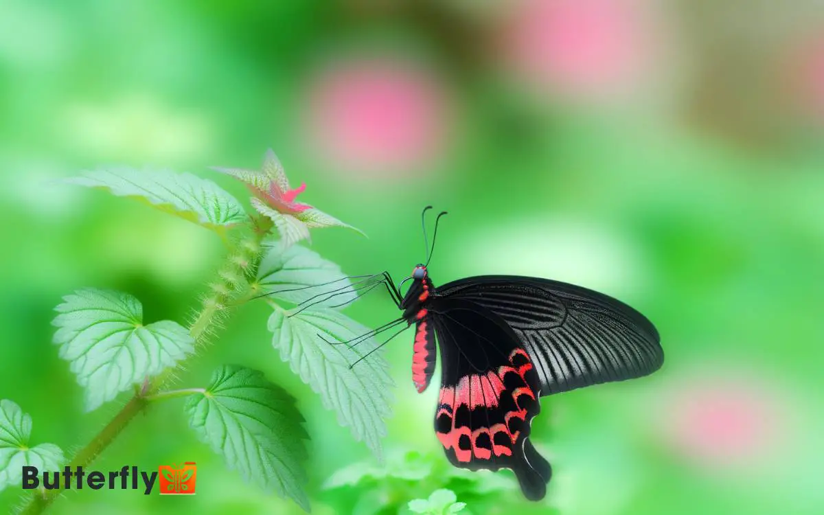 Black And Red Swallowtail Butterfly