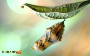 Dead Painted Lady Butterfly Chrysalis