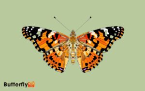 Diagram Of A Painted Lady Butterfly