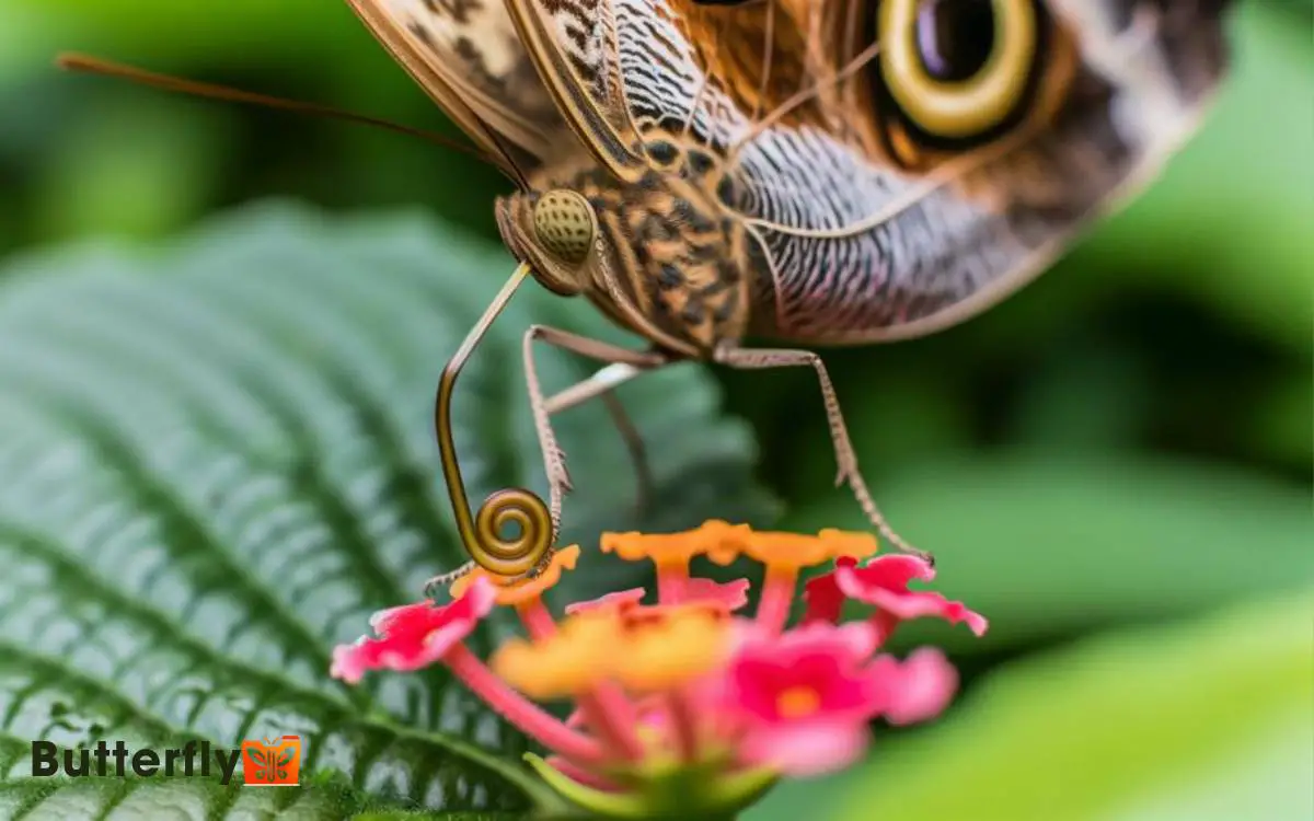 Do Butterflies Have A Tongue