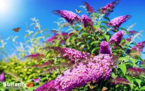 Do Butterfly Bushes Attract Bees