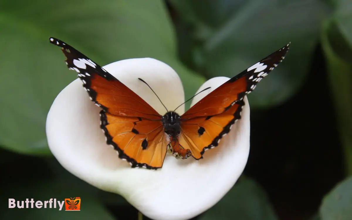 Do Calla Lilies Attract Butterflies