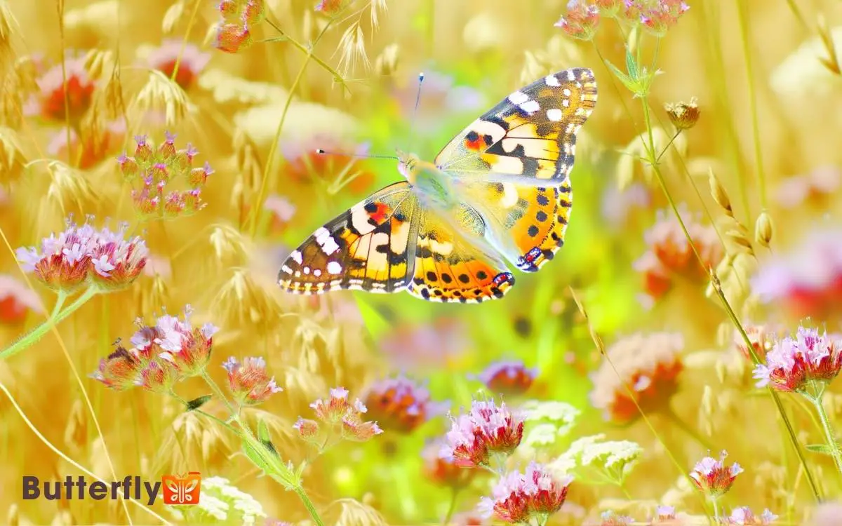 Fun Facts About Painted Lady Butterflies