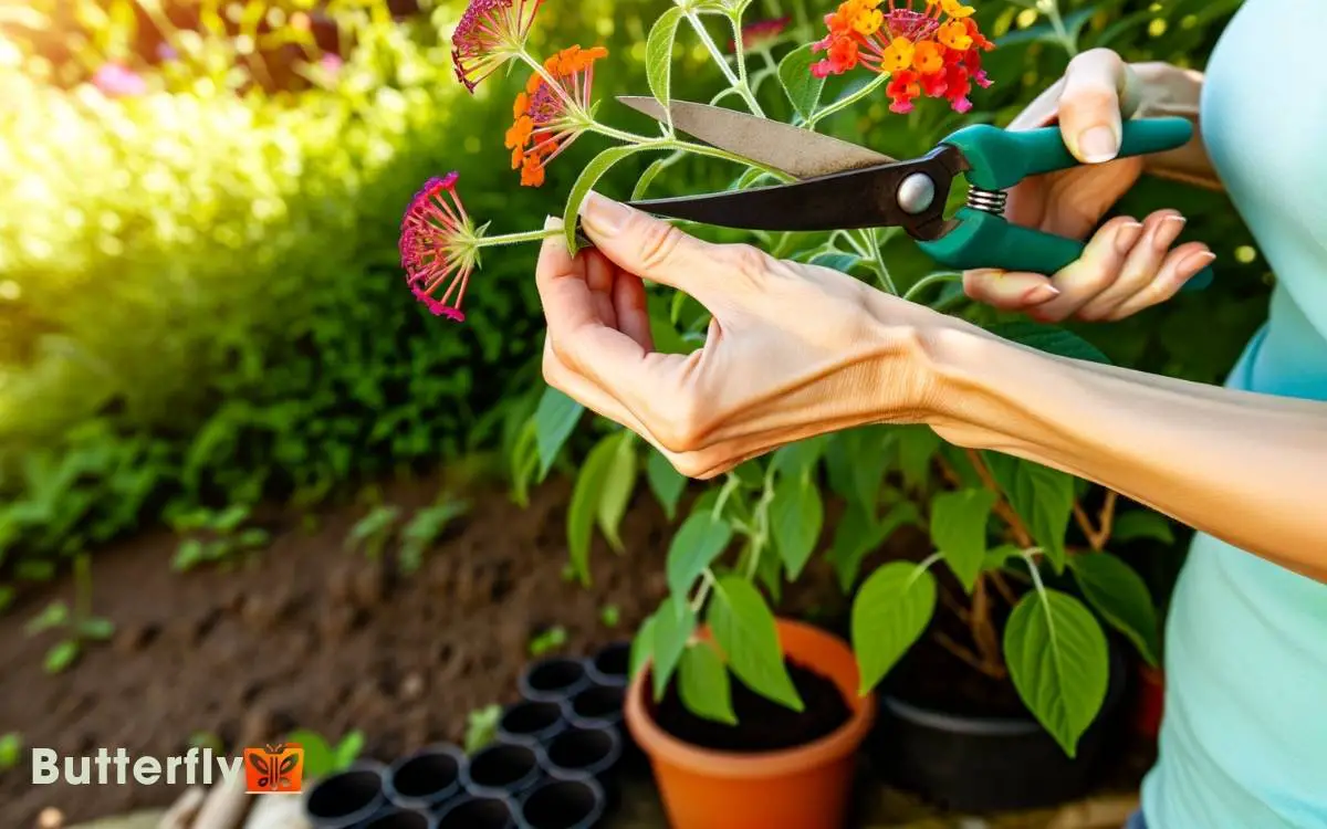 How To Propagate A Butterfly Bush