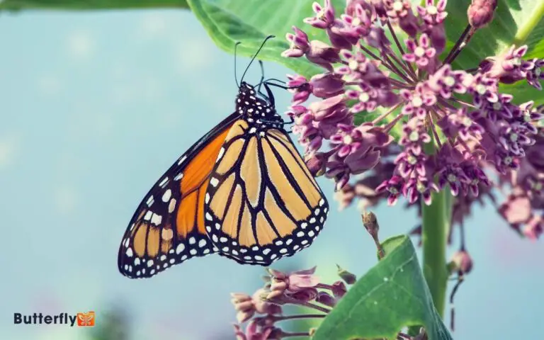 Adaptations Of The Monarch Butterfly: Key Survival Traits!