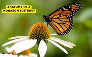 anatomy of a monarch butterfly