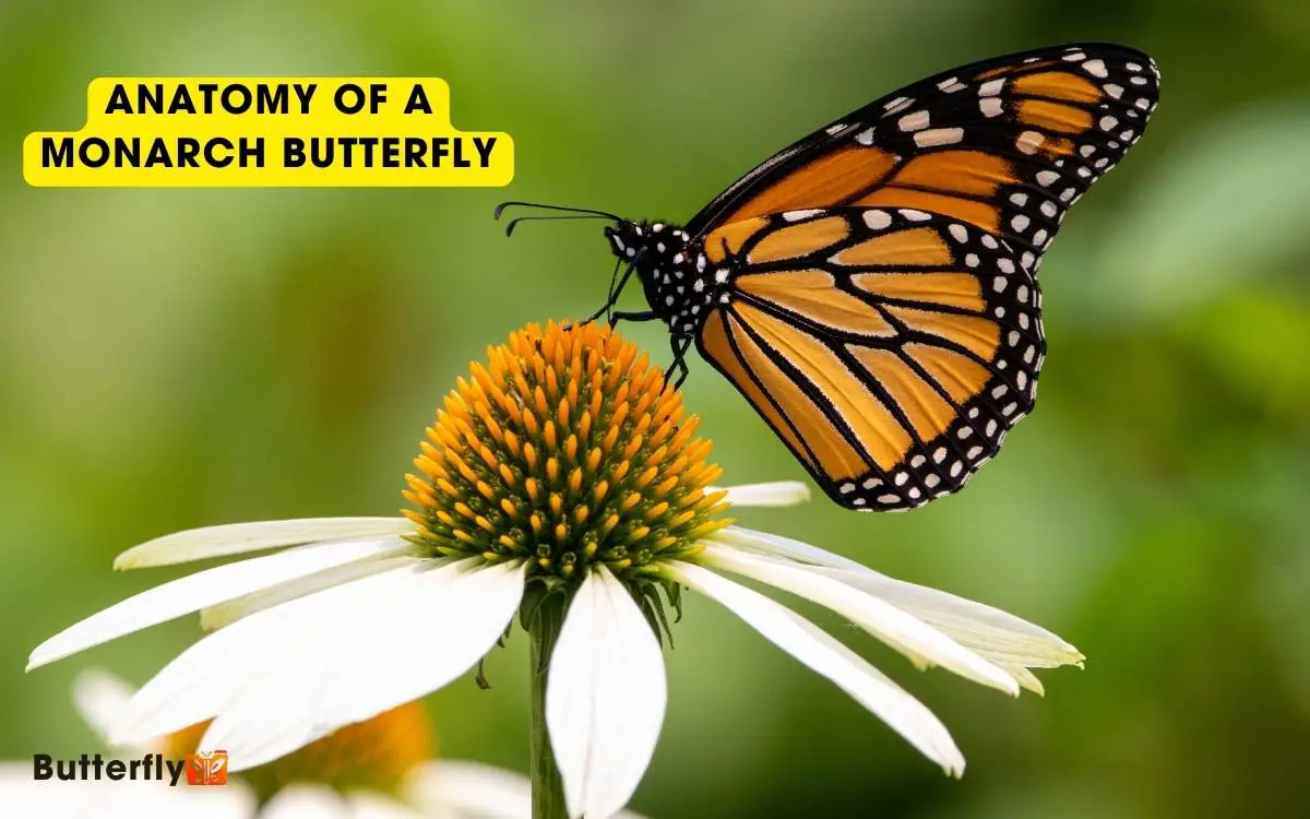 anatomy of a monarch butterfly