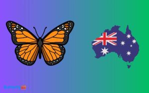 are monarch butterflies in australia