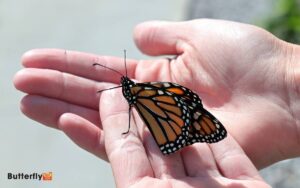 are monarch butterflies poisonous to touch