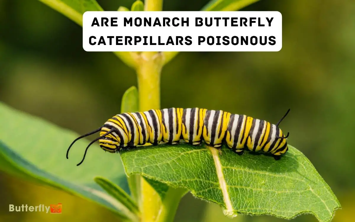 are monarch butterfly caterpillars poisonous