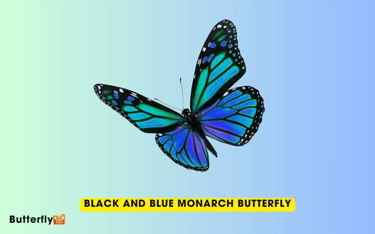 black and blue monarch butterfly