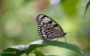 black and white monarch butterfly