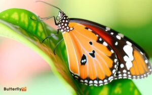 colors of a monarch butterfly