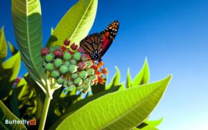 do monarch butterflies eat milkweed