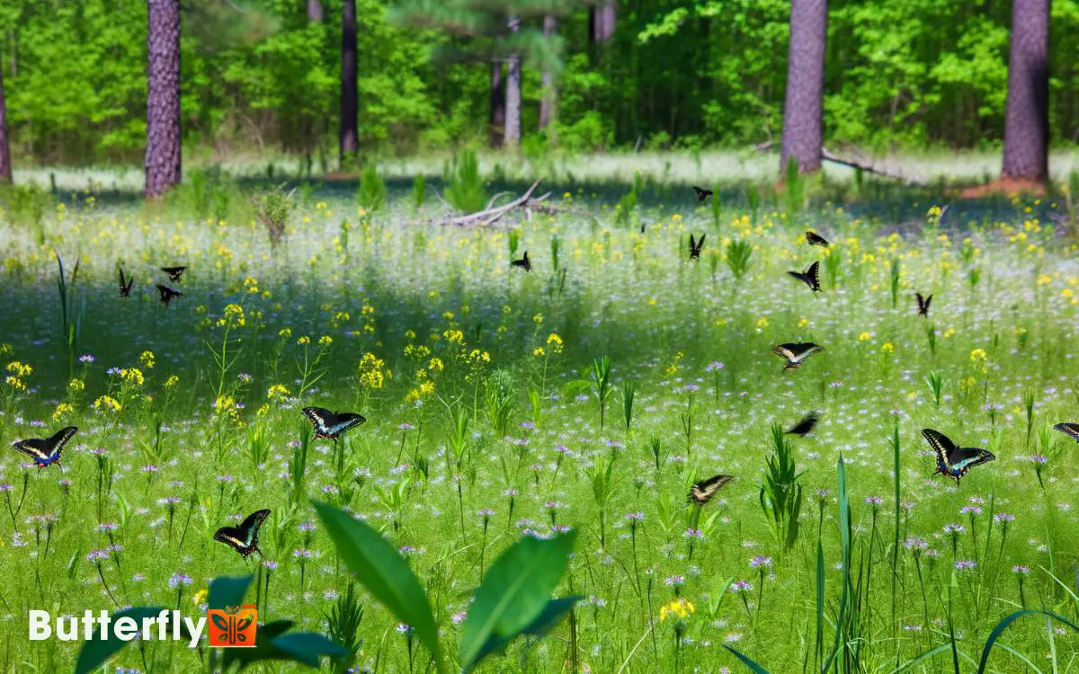 Black Swallowtail Butterflies South Carolina