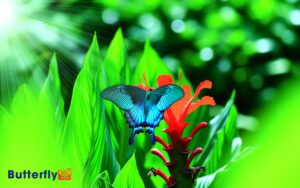 Blue Mountain Swallowtail Butterfly Facts