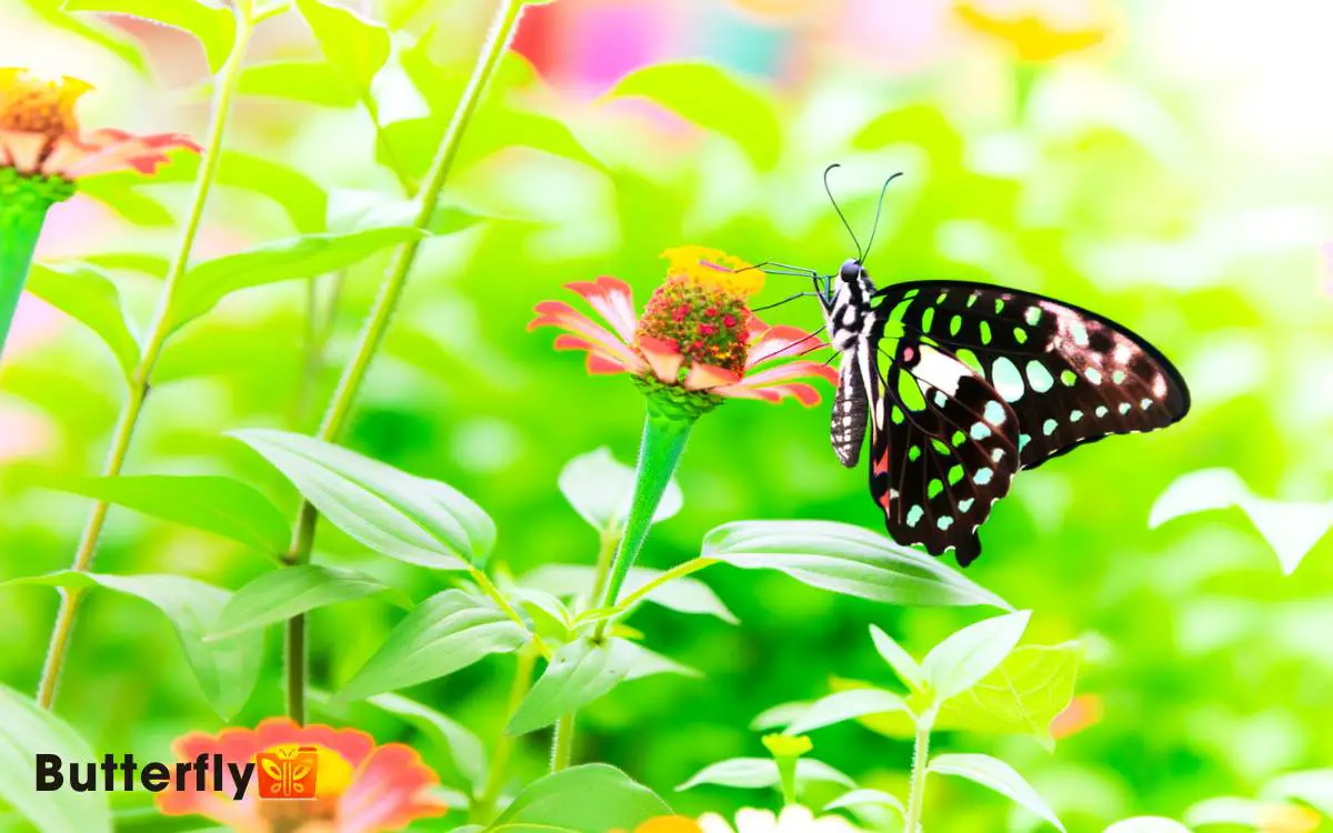 Butterfly With Black Winged Green And White Swallowtail Papilionidae