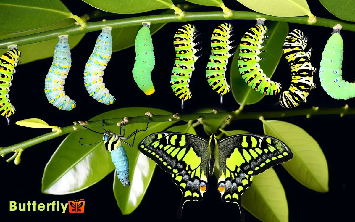 Citrus Swallowtail Butterfly Life Cycle