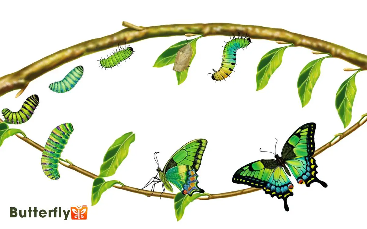 Dainty Swallowtail Butterfly Life Cycle