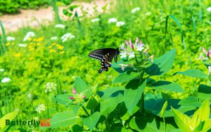 Eastern Black Swallowtail Butterfly In Blacksburg Va