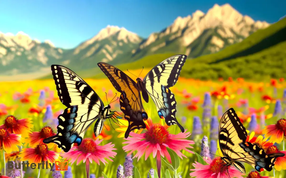 Eastern Swallowtail Butterflies Come Out In Utah