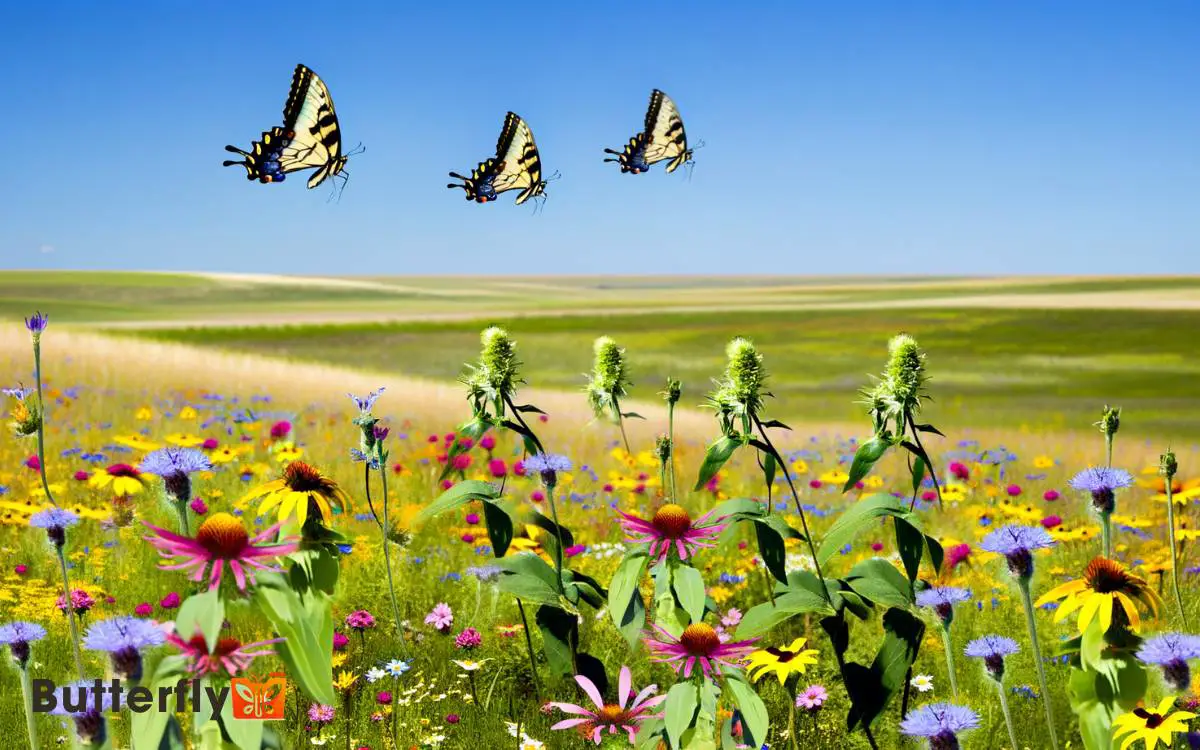 Eastern Tiger Swallowtail Butterflies Nebraska