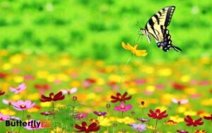 Female Eastern Tiger Swallowtail Butterfly