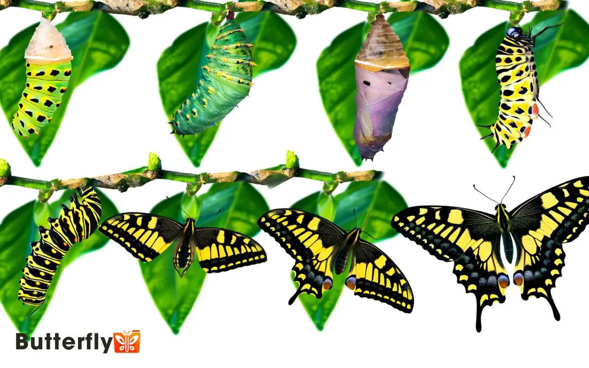 Giant Swallowtail Butterfly Life Cycle