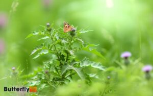 Host Plant For Painted Lady Butterfly