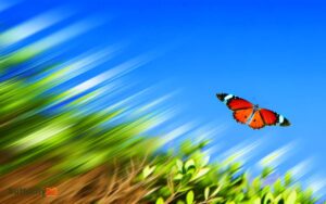 How Fast Can a Monarch Butterfly Fly