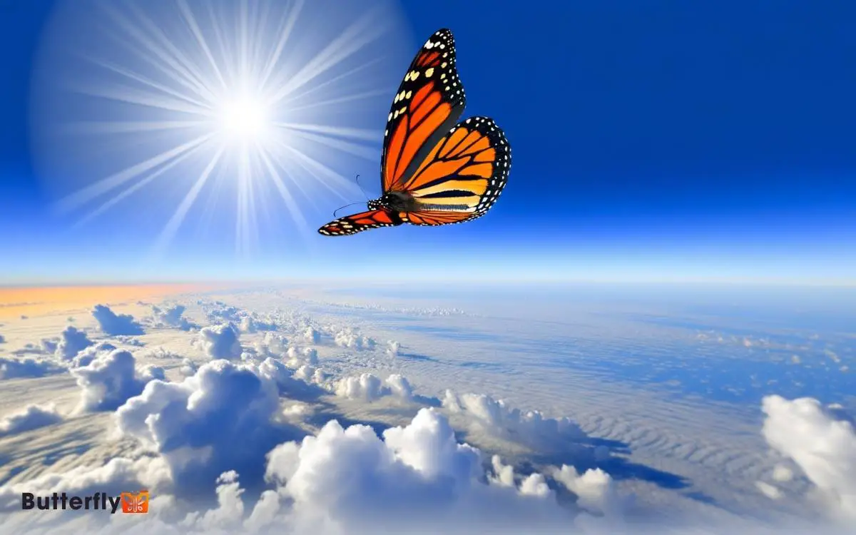 How High Can a Monarch Butterfly Fly