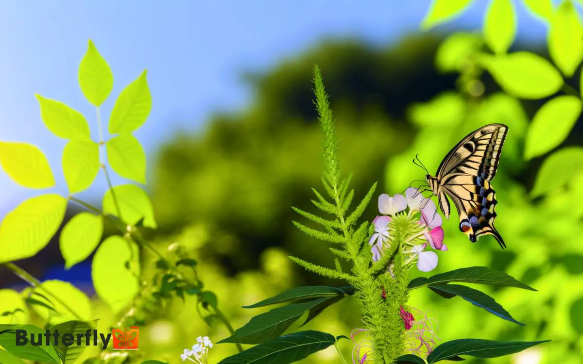 How Long Do Swallowtail Butterflies Live