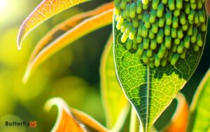 How to Find Monarch Butterfly Eggs