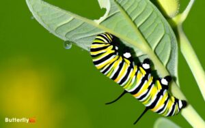 Image of Monarch Butterfly Caterpillar