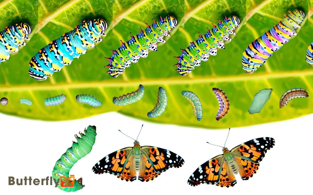 Life Cycle Of Painted Lady Butterfly