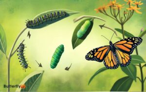 Life Cycle of a Monarch Butterfly Diagram