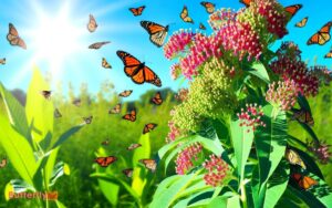 Milkweed Plant and Monarch Butterflies