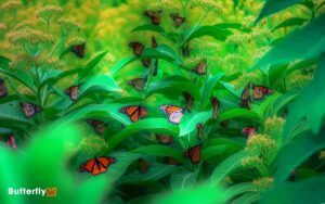 Milkweed and Monarch Butterflies Relationship