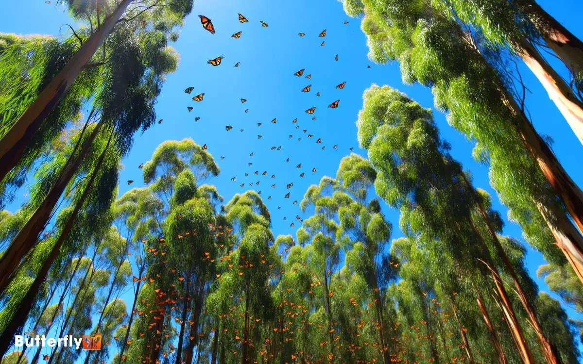 Monarch Butterflies in Santa Cruz