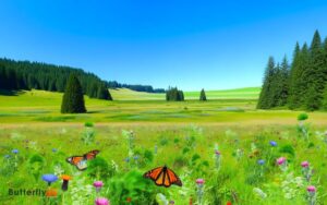 Monarch Butterflies in Washington State