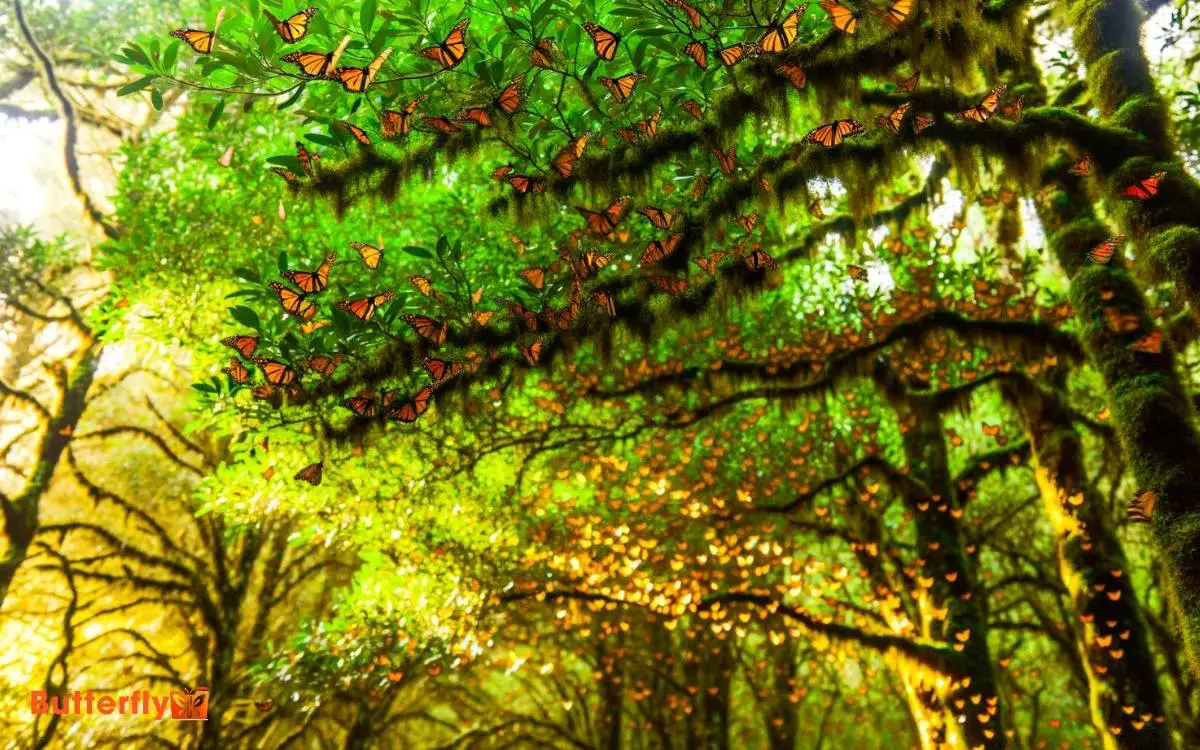 Monarch Butterflies on Trees in Mexico