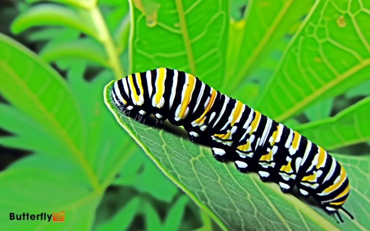 Monarch Butterfly Caterpillar Look Alike