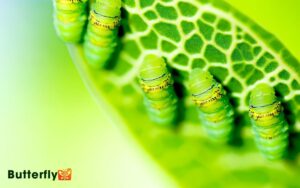 Painted Lady Butterfly 5 Larvae Culture